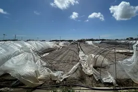 蔬菜大棚几乎全军覆没！上海蔬菜保护镇受台风“贝碧嘉”影响，农户拿到赔偿金图片