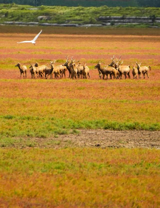 辞家千里又千里，盐城想你很想你