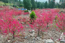 赏花正当时 | 清新浸潭邀您共赴“世外桃源”，邂逅“桃花盛宴”图片