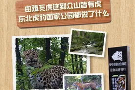 由难觅虎迹到众山皆有虎，东北虎豹国家公园都做了什么图片