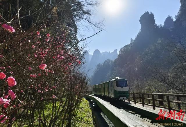 张家界国家森林公园：十里画廊梅花绽放