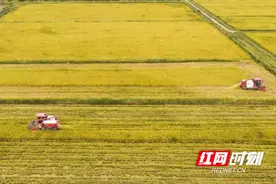 湖南桃源：风雨过后 “丰”景依旧图片