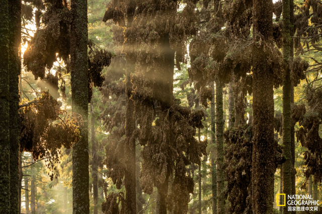 你餐桌上的牛油果，可能造成了帝王蝶的死亡？