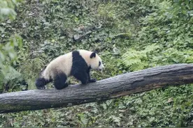 “花花”姐弟变姐妹 大熊猫为何雌雄难辨？图片