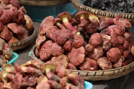 浙江蘑界哪些菇要小心？“果菌王”刺身能吃吗？野生菌采食季要注意图片