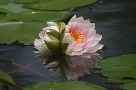 安徽首现罕见并蒂睡莲 概率仅为百万分之一图片