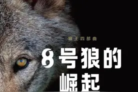新书|深入野生狼群世界，瑞克·麦金提“狼王四部曲”第一部出版图片
