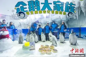 珠海长隆海洋王国刷新帝企鹅繁育纪录 企鹅宝宝惊喜亮相图片