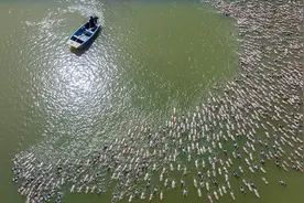 庐江县盛桥镇：蛋鸭养殖助农致富图片