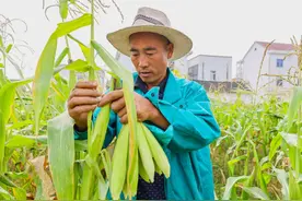 来自云南的“拇指玉米”熟了！鲜甜多汁，又香又糯→图片