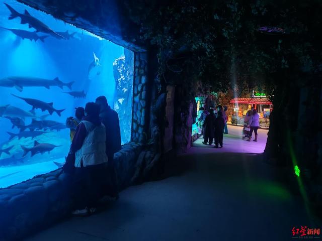 蓝色“凤尾螺”亮相！成都熊猫海洋公园试营业首日人气爆棚