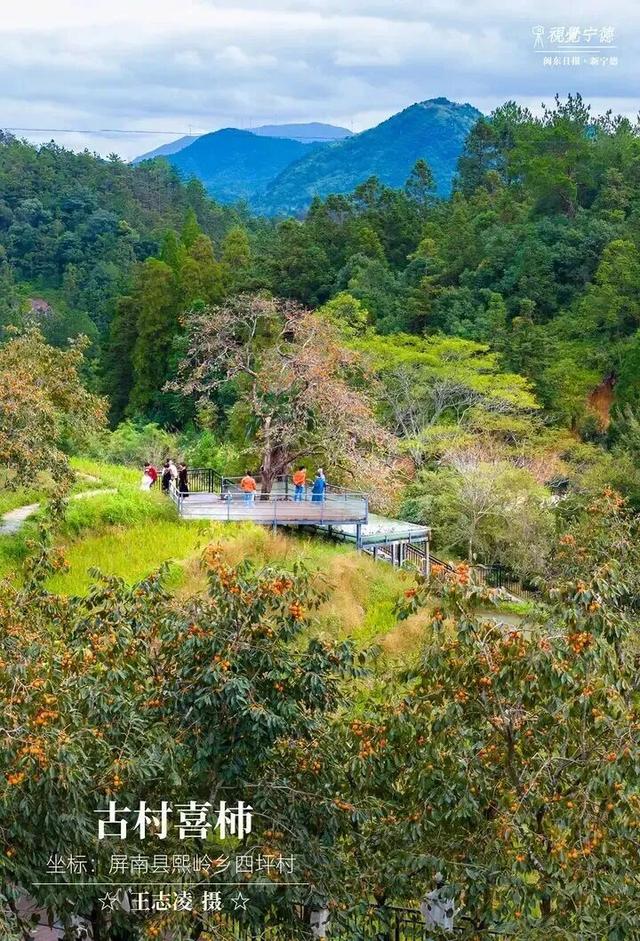 走！去屏南！这些柿子打卡点请收好→