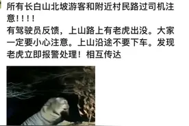 游客称长白山北坡拍到老虎 当地：一周前确有老虎足迹图片