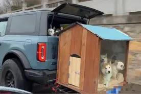 自驾4000公里回家过年，主人和狗都麻了图片