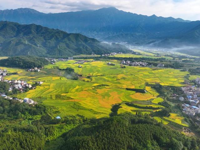桂林这里的稻田已经黄啦～收获金色秋景！
