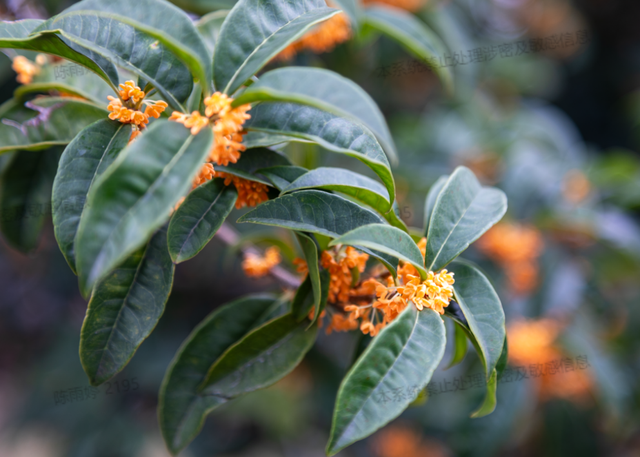 镇海这里竟藏着一个秋天！错过再等一年……