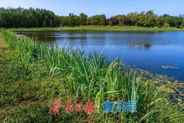 一年四季 泉在济南丨初秋玉符河：水碧草青，绘就生态好风光