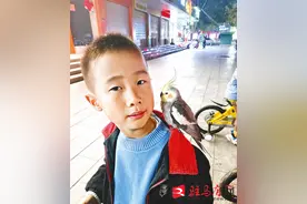 被可爱到了！鹦鹉爱站小主人肩膀图片
