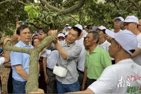 专家说“荔”｜马锞：东莞荔枝种植系统的特点和优势是创新图片