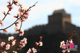习武萌娃震撼亮相中国长城！金山岭见证中国非遗精彩图片