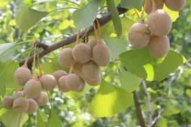 生食可能进ICU？这种果子落在街头别乱捡图片