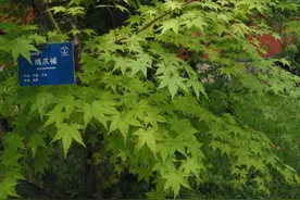 红枫：枫树家族中的灵秀“姑娘”图片
