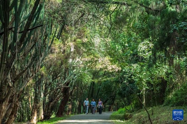 肯尼亚的森林之美
