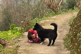 萌娃摔倒狗狗上前“安慰”，孩子连说谢谢还拥抱狗狗！网友：双向奔赴让人治愈图片
