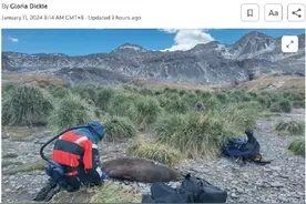 南极地区海豹体内发现禽流感病毒图片