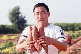 万亩沙土地 红薯喜获丰收图片