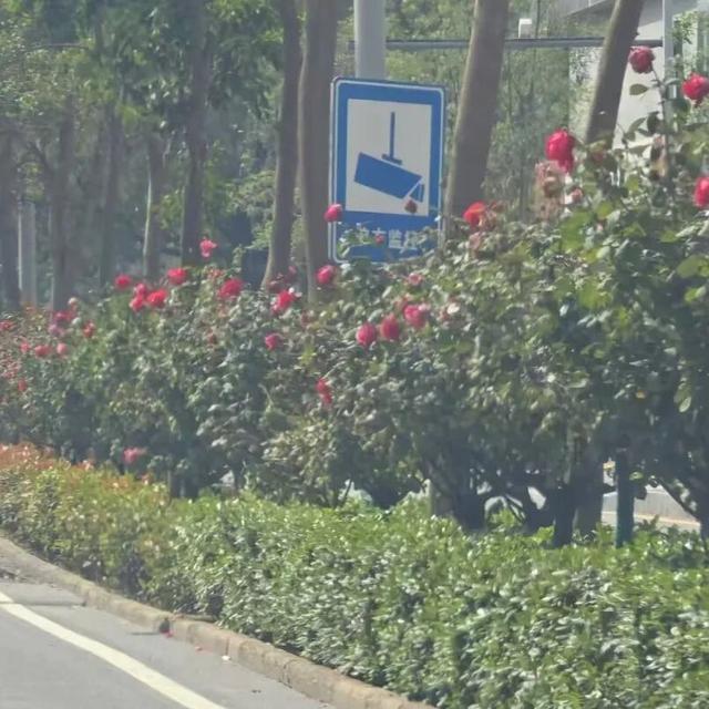 西安因你而美 | 在秋日撞见热烈的浪漫 春夏“顶流”回归
