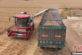 河北第一产粮大县宁晋：逾93万亩小麦开镰收割图片