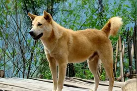 “黄来金，白来银，黑狗来了要死人”，啥意思，有道理吗？图片