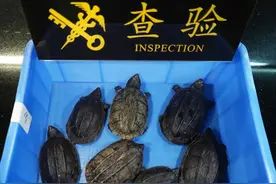 三道杠的龟图片