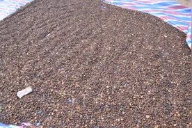 茶枯的作用你知道吗？图片