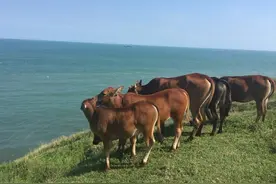 没有人住的西沙岛，发现了数百头野牛？这些牛难道是游泳过去的？图片