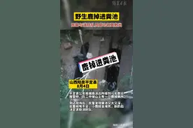 野生鹿掉进粪池！民警与消防队员成功将其救出#阳泉阳泉 视频封面