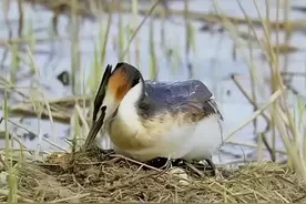 #神奇动物在抖音 #凤头鸊鷉 #鸊鷉 #鸟窝 视频封面