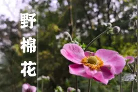 别再拿野棉花当野花了，它有很多功效，进来了解一下！视频封面
