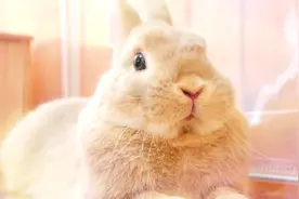 小兔子打哈欠视频封面