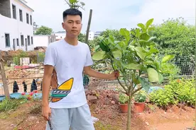 柚子树嫁接成活后，我们要及时剪砧，这样可以防止病虫害产生视频封面