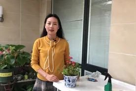 薄荷盆栽种植方法，做好这几点，叶片油绿爆盆