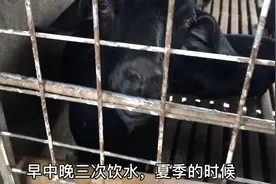 实拍农村黑山羊圈舍的成年羊，看100斤的羊一天喝多少水视频封面