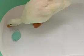 每日一萌！价值1万2的柯尔鸭在线吃蚯蚓！