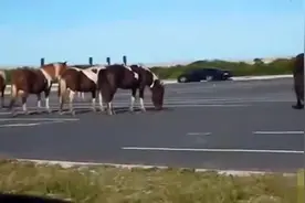 一群马正在过马路 突然一匹白马发起了攻击视频封面