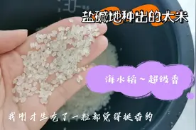 北京上班族妈妈回家做饭，试吃盐碱地种植的海水稻，袁米真好吃！视频封面