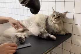 “今天来翻新洗护一位重量级的缅因猫 整个过程也太解压了吧！”视频封面