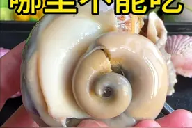 吃海螺的时候这几个部位要拿掉，不能吃！