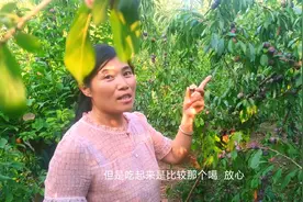 大姐家8000斤李子成熟了！农家种植，天然无公害，嘎嘣脆视频封面