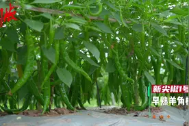 #辣椒种植 #农业种植 #三农 新尖椒1号 早熟小羊角椒，味味辣视频封面